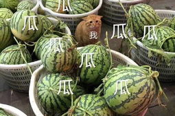 娱乐吃瓜公司有哪些品牌,揭秘娱乐吃瓜公司旗下热门品牌大盘点