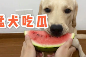 娱乐吃瓜蛋仔名字大全,趣味横生的昵称盛宴