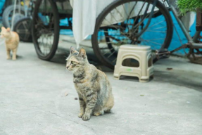 娱乐718吃瓜速看天气,吃瓜速看，天气与娱乐圈的奇妙碰撞