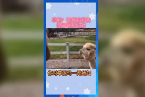 娱乐吃瓜群众2号,自媒体时代下的娱乐热点追踪者