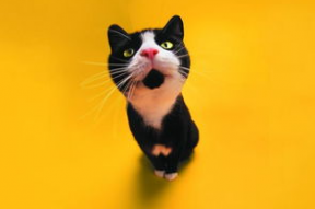 娱乐吃瓜君猫神,揭秘猫神背后的神秘故事