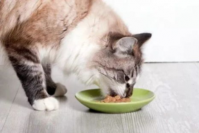 猫娱乐吃瓜酱,揭秘娱乐圈那些不为人知的幕后故事