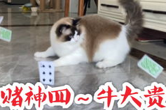 娱乐吃猫瓜,揭秘“吃猫瓜”背后的故事与真相