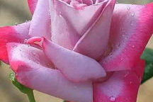 娱乐吃瓜酱带刺的玫瑰,揭秘娱乐圈中的独特魅力与争议