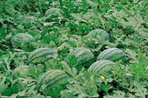 娱乐园八卦吃瓜大全,揭秘明星幕后故事