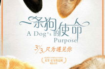 娱乐吃瓜酱去世的小狗,陈乔恩怒斥虐待动物行为”