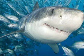 娱乐吃瓜酱鲨鱼视频大全,鲨鱼视频大全趣味盘点