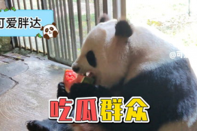娱乐吃瓜熊猫视频下载,海量娱乐内容，轻松下载享受精彩时光