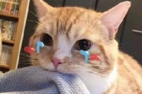 娱乐吃瓜君折耳猫视频,萌态百出，笑料连连