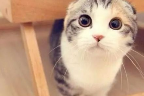 折耳猫娱乐吃瓜,揭秘娱乐圈吃瓜背后的真相与趣味