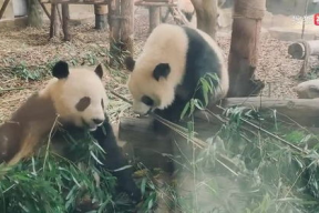 娱乐吃瓜大熊猫视频,一场娱乐吃瓜盛宴