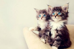 娱乐吃瓜酱小猫被薅起来,薅猫事件背后的真相