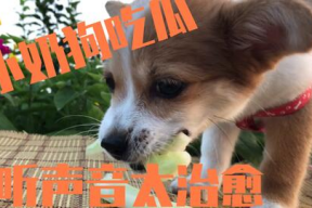 娱乐吃瓜酱小奶狗,娱乐圈小奶狗现象解析